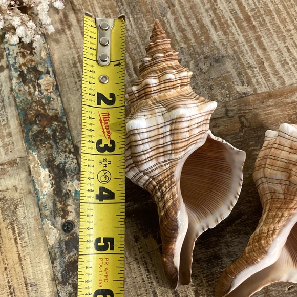 2 Seashells Cream / Light Orange / Brown Neutral Decor Beach Shell Nautical - Picture 9 of 10